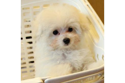 成約済の愛知県のトイプードル-55451の14枚目