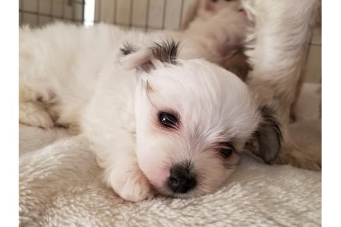 成約済の愛知県のミックス犬-58812の4枚目