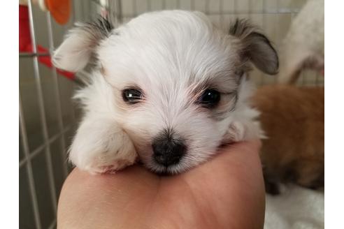 成約済の愛知県のミックス犬-58812の3枚目