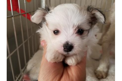 成約済の愛知県のミックス犬-58812の2枚目