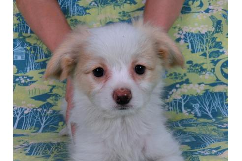 成約済の千葉県のパピヨン-57245の9枚目