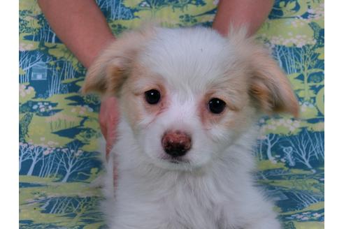 成約済の千葉県のパピヨン-57245の8枚目