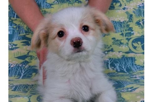 成約済の千葉県のパピヨン-57245の7枚目