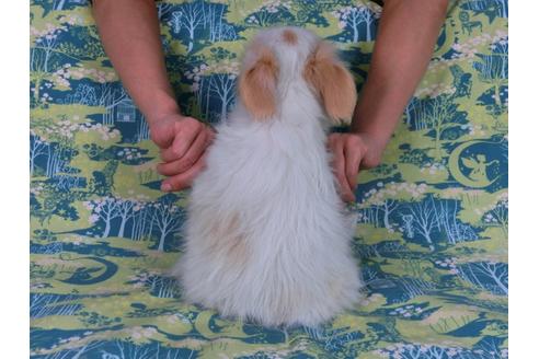 成約済の千葉県のパピヨン-57245の6枚目