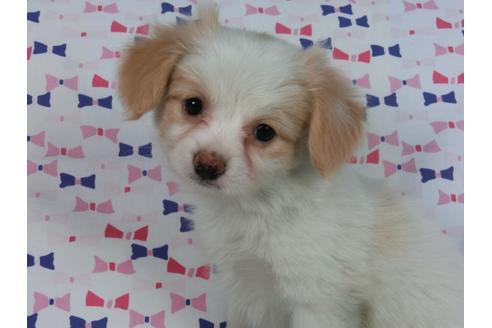 成約済の千葉県のパピヨン-57245の5枚目