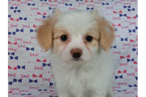 成約済の千葉県のパピヨン-57245の4枚目