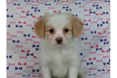 成約済の千葉県のパピヨン-57245の3枚目