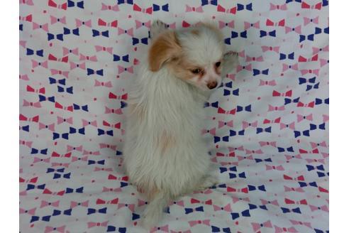 成約済の千葉県のパピヨン-57245の2枚目