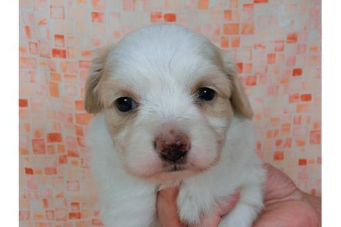 成約済の千葉県のパピヨン-57245の1枚目