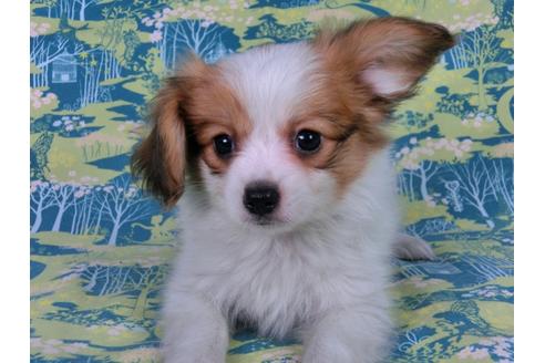 成約済の千葉県のパピヨン-57246の9枚目