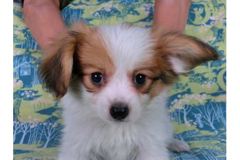 成約済の千葉県のパピヨン-57246の8枚目