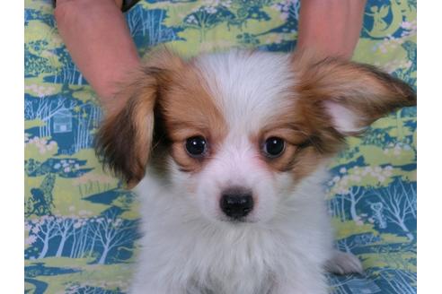 成約済の千葉県のパピヨン-57246の7枚目