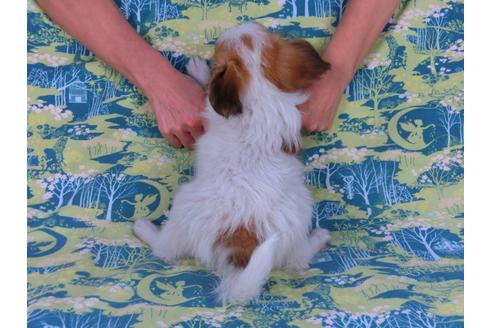 成約済の千葉県のパピヨン-57246の6枚目