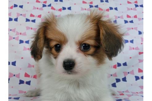 成約済の千葉県のパピヨン-57246の5枚目