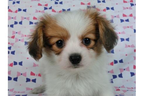 成約済の千葉県のパピヨン-57246の4枚目