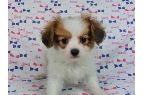 成約済の千葉県のパピヨン-57246の3枚目