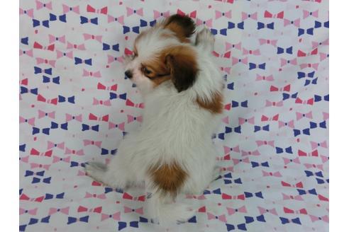 成約済の千葉県のパピヨン-57246の2枚目