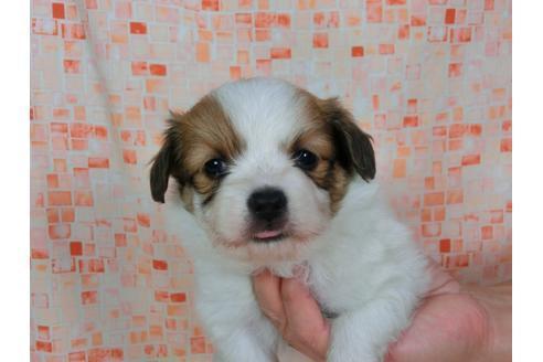 成約済の千葉県のパピヨン-57246の1枚目