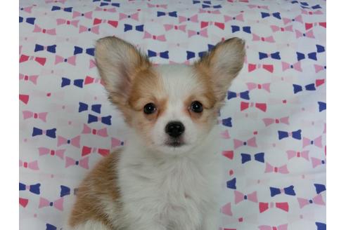 成約済の千葉県のパピヨン-58519の12枚目