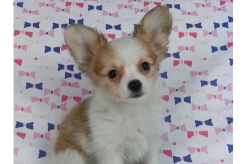 成約済の千葉県のパピヨン-58519の11枚目