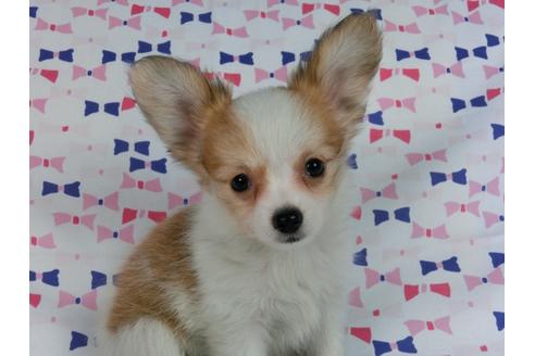 成約済の千葉県のパピヨン-58519の10枚目