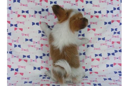 成約済の千葉県のパピヨン-58519の9枚目