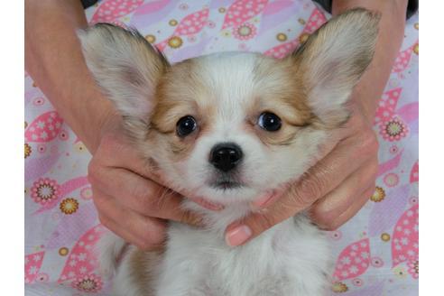 成約済の千葉県のパピヨン-58519の8枚目