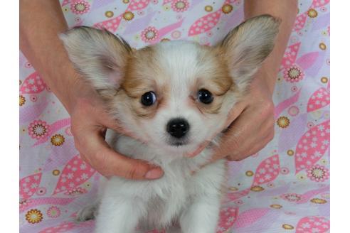 成約済の千葉県のパピヨン-58519の7枚目