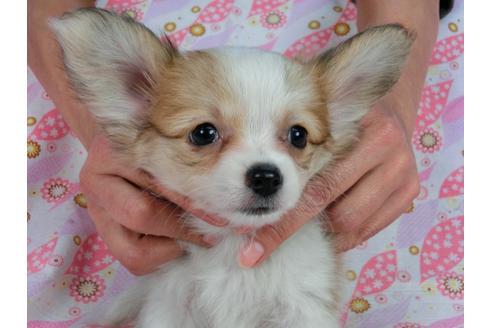 成約済の千葉県のパピヨン-58519の6枚目