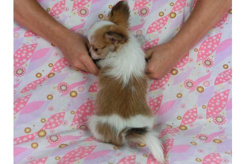 成約済の千葉県のパピヨン-58519の5枚目