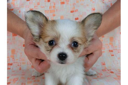 成約済の千葉県のパピヨン-58519の4枚目