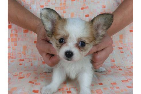 成約済の千葉県のパピヨン-58519の3枚目