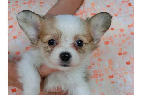 成約済の千葉県のパピヨン-58519の2枚目