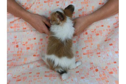 成約済の千葉県のパピヨン-58519の1枚目