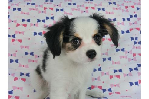 成約済の千葉県のパピヨン-58512の12枚目