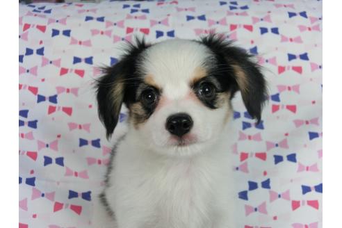 成約済の千葉県のパピヨン-58512の11枚目