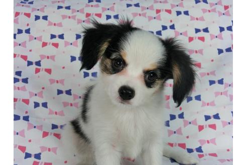 成約済の千葉県のパピヨン-58512の10枚目