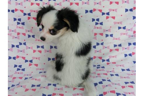 成約済の千葉県のパピヨン-58512の9枚目