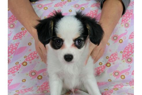 成約済の千葉県のパピヨン-58512の8枚目