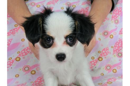 成約済の千葉県のパピヨン-58512の7枚目