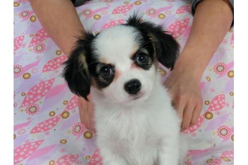 成約済の千葉県のパピヨン-58512の6枚目