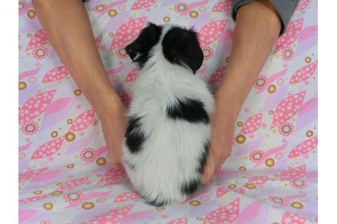 成約済の千葉県のパピヨン-58512の5枚目