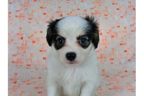 成約済の千葉県のパピヨン-58512の4枚目