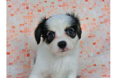 成約済の千葉県のパピヨン-58512の3枚目