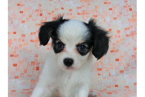 成約済の千葉県のパピヨン-58512の2枚目