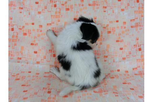 成約済の千葉県のパピヨン-58512の1枚目