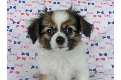 成約済の千葉県のパピヨン-58510の12枚目