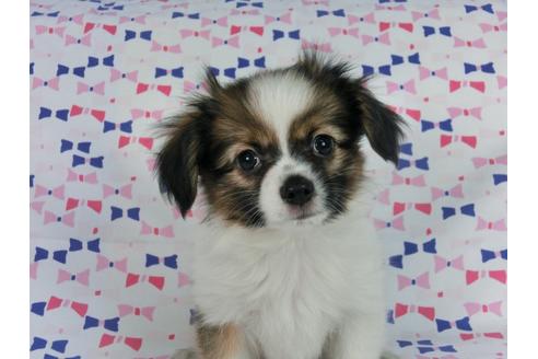 成約済の千葉県のパピヨン-58510の11枚目