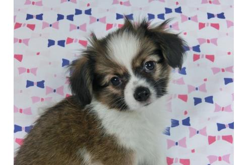 成約済の千葉県のパピヨン-58510の10枚目