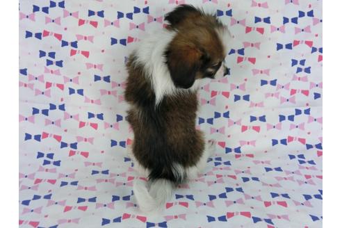 成約済の千葉県のパピヨン-58510の9枚目